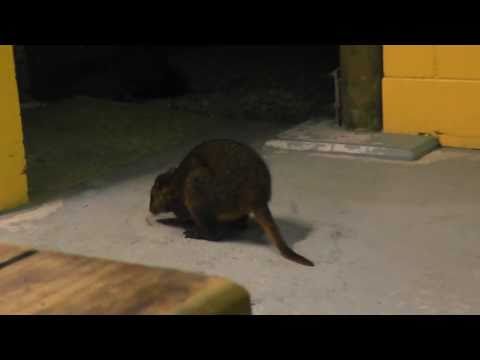 ZDU - Episode 8 - Out of the Wild