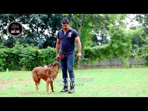 saajan saji cyriac k9 training school.9961310970