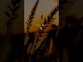 Ishq Sufiyana Song Lyrics Status Shorts Lyricvideo Lyrics Ishqsufiyana