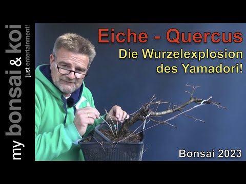 Bonsai 2023-31 - Eiche - Quercus - die Wurzelexplosion des Yamadori!