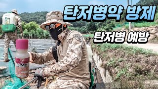 【탄저병 잿빛곰팡이병 예방과 치료】 동백나무 살균제 방제 카브리오 