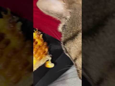can cats eat corn? yes they can