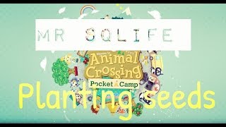 Animal Crossing Pocket Camp- Planting Seeds MR SQLIFE