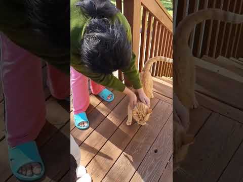 Ginger Cat Video