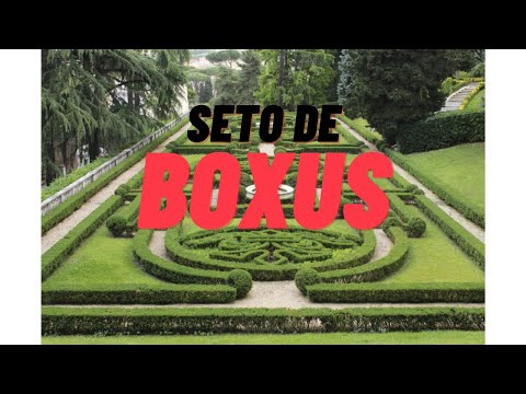 Seto de Boxus