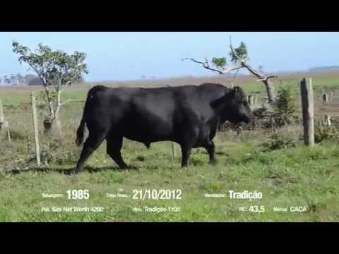 14º Remate Só Angus - Tradição. Tat.: 1985