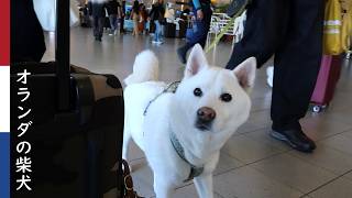 空港でのお見送りに 切なくなってしまう柴犬| 柴犬柿丸・オランダ散歩と環境音