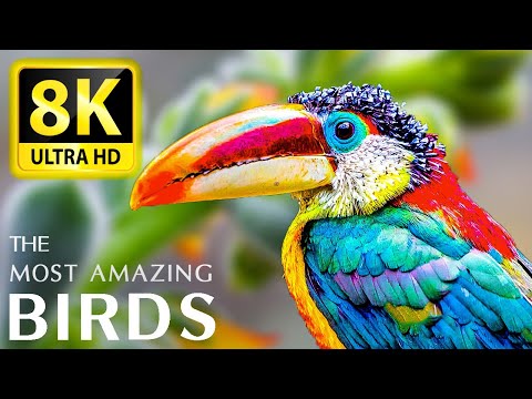 THE World's Greatest Birds HD 8K ULTRA - Relaxing Music And Nature 8K TV (60 FPS)