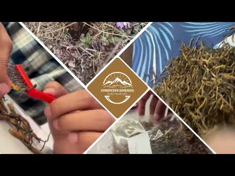 Yarsagumba cordyceps sinensis, 60 g