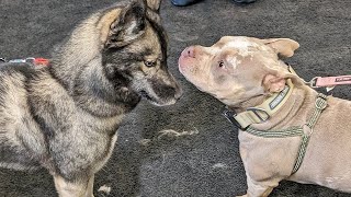 Husky Makes Friends With a Mini Bully!