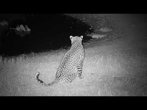 Djuma: Leopard-Hosana male near cam tree in road - 19:58 - 07/11/19