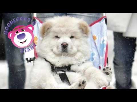 Dino MFU feat. Gabriel - Everyday (Original Mix)