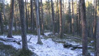 Sibelius - Tapiola (LPO/Boult) (1/2)