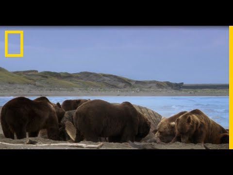 Ovaj meda je gladan!