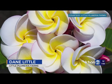 Little Plumeria Farms: An oasis of beautiful flowers