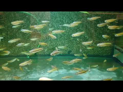 Phenacogrammus Aurantiacus