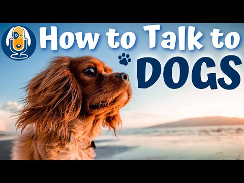 Understanding Your Dog’s Language #115