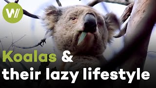 Koala spends a lazy day on his eucalyptus tree