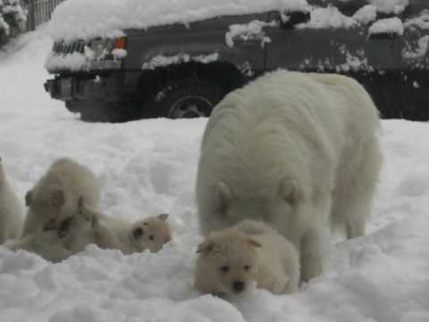 Haida & pups on Christmas Day
