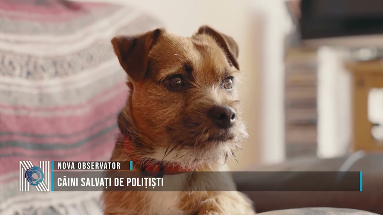 Câini salvați de polițiști