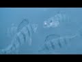 Video Thumbnail for Ice Fishing Auto Jiggers Marcum HD Pursuit Underwater Camera PERCH