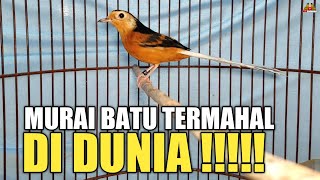 Download lagu THE MOST EXPENSIVE MURAI BATU IN THE WORLD! mp3