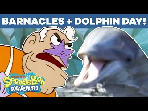 イルカの日＋フジツボマッシュアップ！？?スポンジボブスクエアパンツ｜#TBT (Dolphin Day + Barnacles Mashup! ? SpongeBob SquarePants | #TBT)