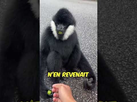 What is it (@beautiful.world)