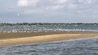 preview picture of video 'Pulicat Bird Sanctuary #Birdwatching #'