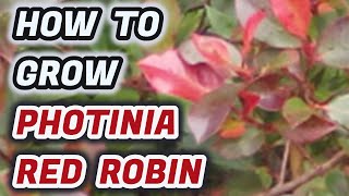 How To Grow Photinia Red Robin : (Tips You NEED To Know)