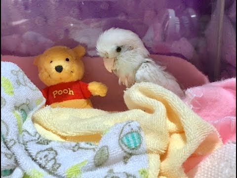 Mar 1/17 Smokey Update - She's a Lady And a Baby