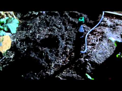 Biochar and Boogie Humus Trial 1 - Spinach