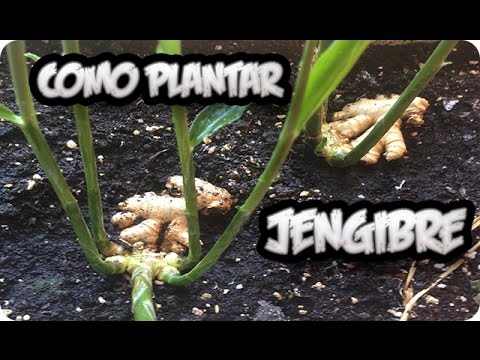 , title : 'Como Plantar O Cultivar Jengibre En Casa Con Exito || La Huertina De Toni'