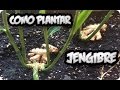 How To Successfully Plant Or Grow Ginger At Home Toni S Little Garden
