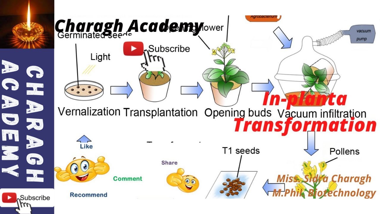 Inplanta Transformation Method