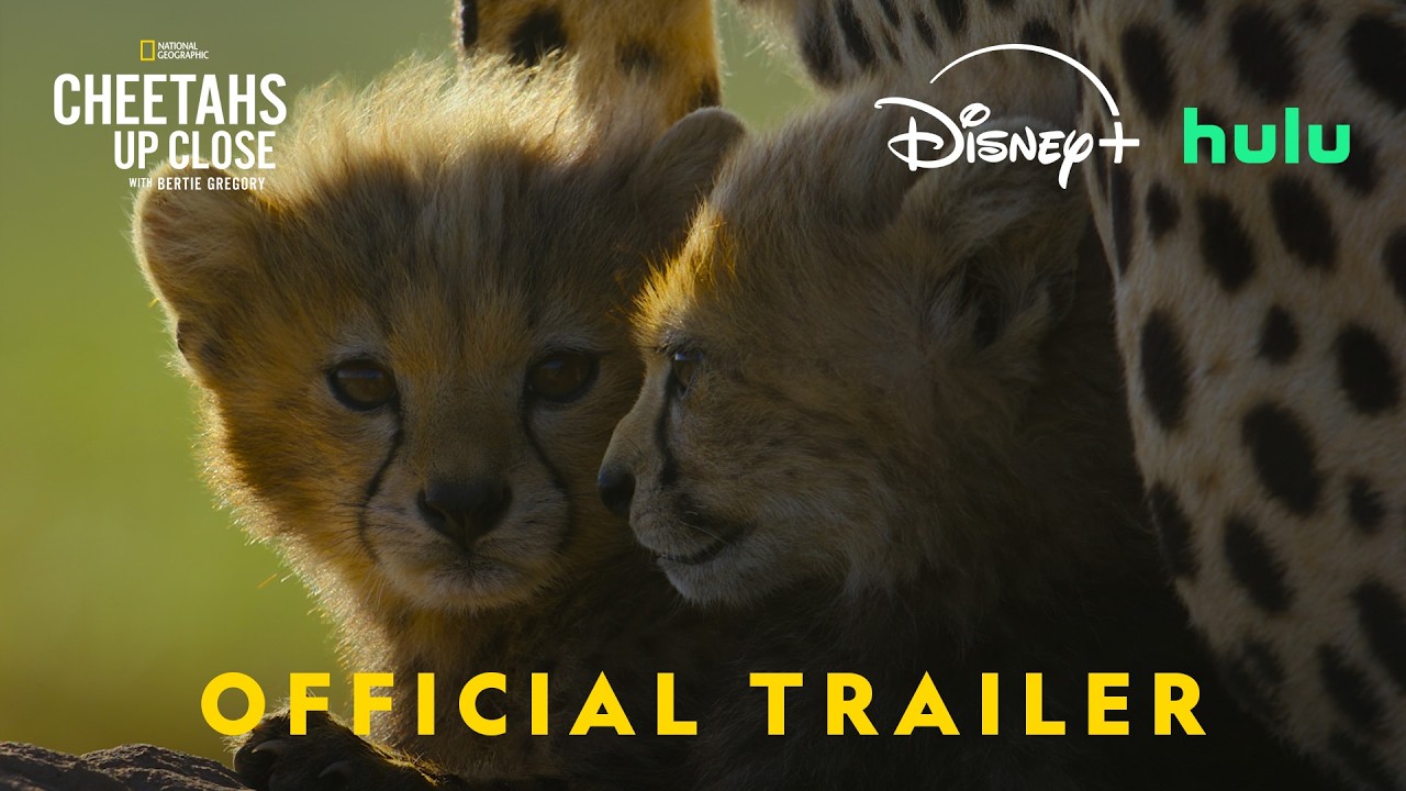 Cheetahs Up Close with Bertie Gregory | Official Promo | National Geographic