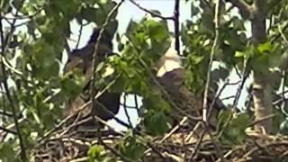 preview picture of video 'Eagle's Nest in Port Colborne, Ontario, Canada'