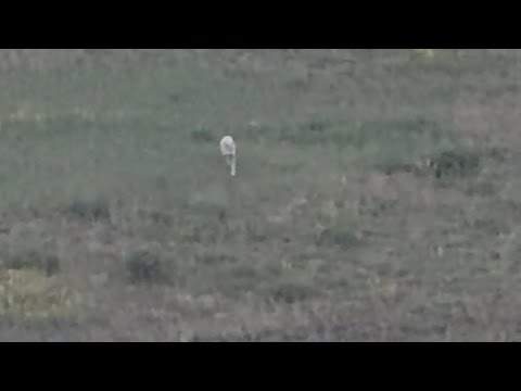 KURT SÜRÜYE SALDIRDI ŞANSINI BİZDE DE DENEDİ 