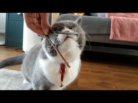 How do cats react to catnip sticks?