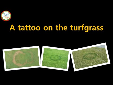 A tattoo on the grass? (English version)