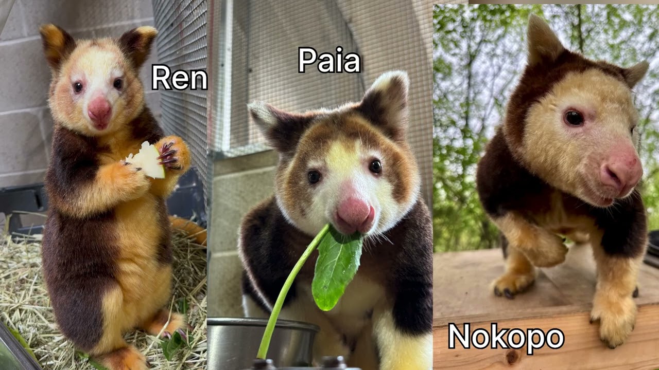 Tree Kangaroo Conservation Program  P4A 2026