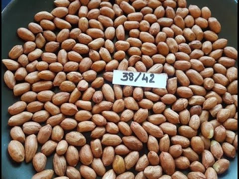 Bold 50/60 Peanut kernels from India by Bhimani Exports Private limited