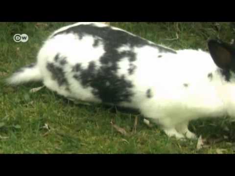 Wie Ostern auf den Hasen gekommen ist | Euromaxx