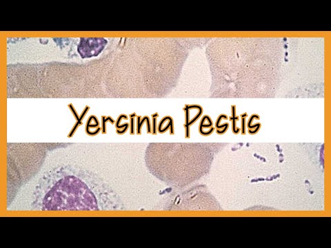 Yersinia Pestis