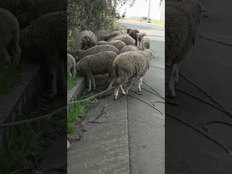 Borreguitos 🐑 #cover #music #ecuador #2025 #travel #colta #nature #chimborazo #fypシ