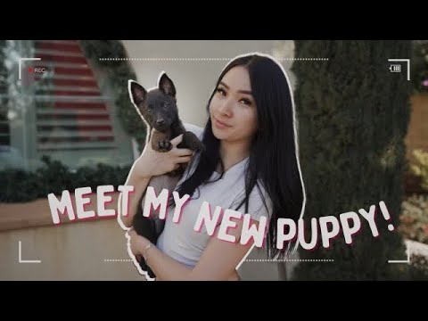 OUR NEW BELGIAN MALINOIS PUPPY l PUPPY INTRO