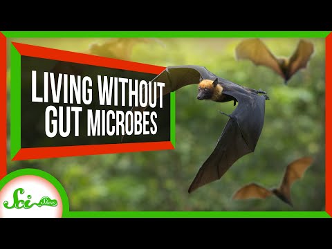 4 Animals That Don’t Have Resident Gut Microbiomes