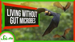 4 Animals That Don’t Have Resident Gut Microbiomes