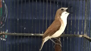 Download lagu Remetuk laut jantan GACOR - Suara SIUR nyiul nyuling AMPUH untuk masteran & PIKAT mp3