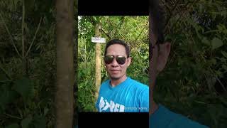 The Toy Dolls - Alfie from the bronx